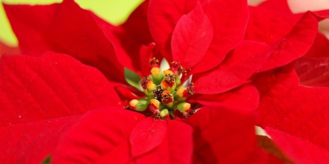 Leggenda Della Stella Di Natale Pianta.Regalare Una Stella Di Natale Il Significato Del Fiore Rosso L Informazione Com