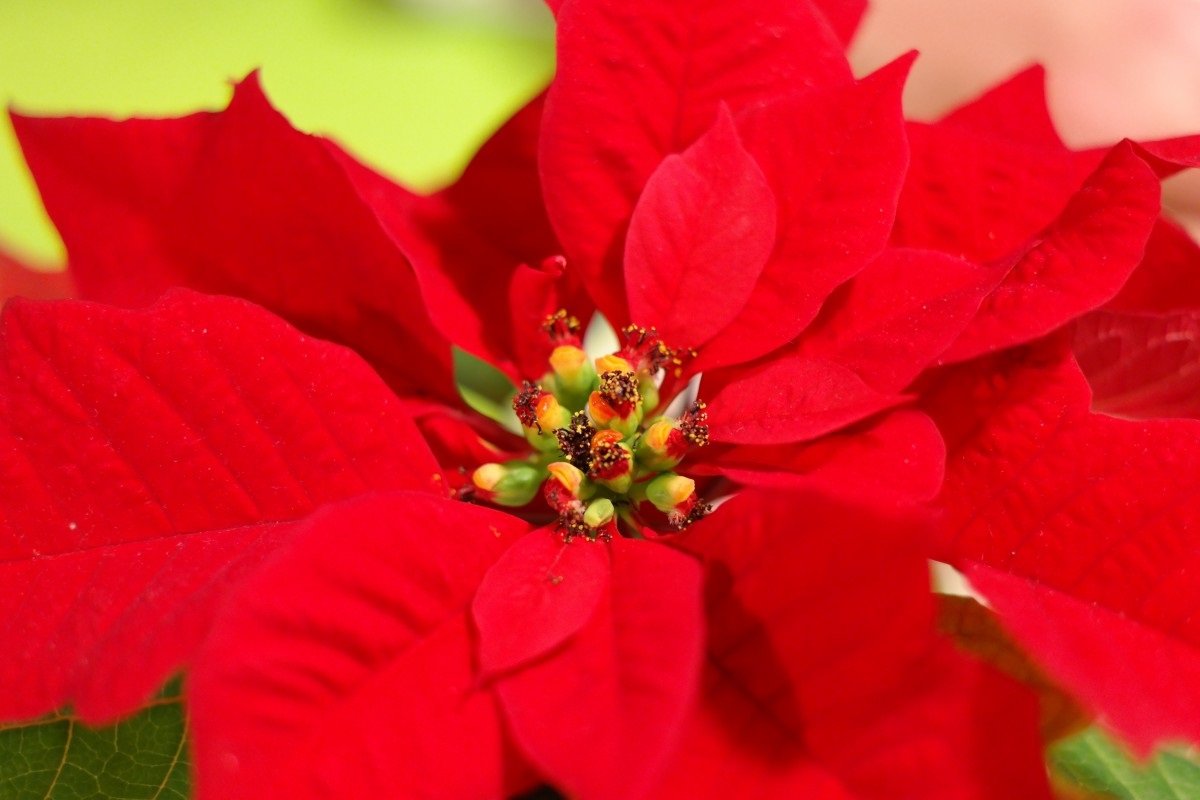 Regalare Una Stella Di Natale.Regalare Una Stella Di Natale Il Significato Del Fiore Rosso L Informazione Com